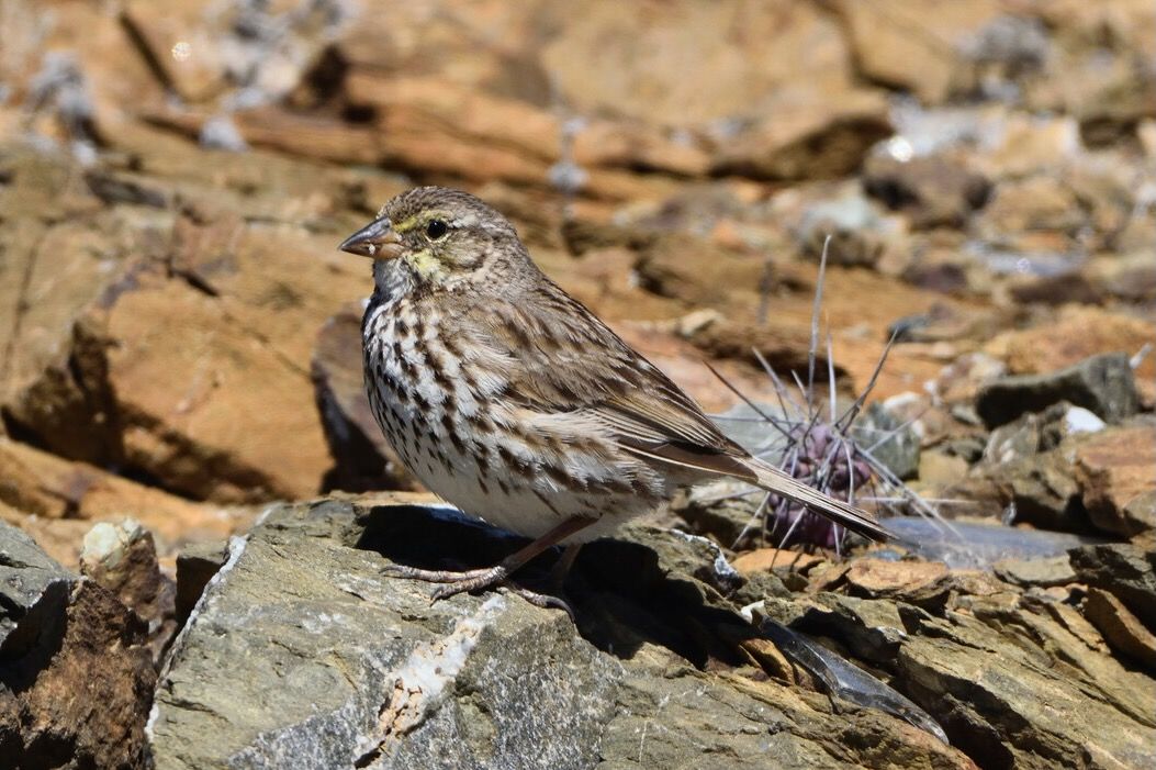 Passerculus sandwichensis sanctorum by Juan Cruzado Cortés is licensed under CC BY 4.0.